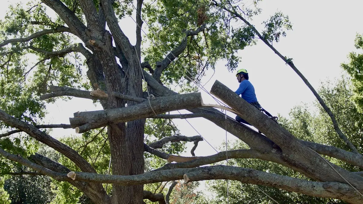 Professional Hazardous Tree Removal performed by certified arborists in Munger